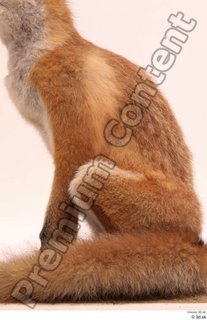 Fox  2 whole body 0010.jpg